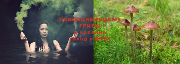 прущие грибы Сатка